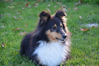 Shetland Sheepdog Portrait Lying On Green Grass