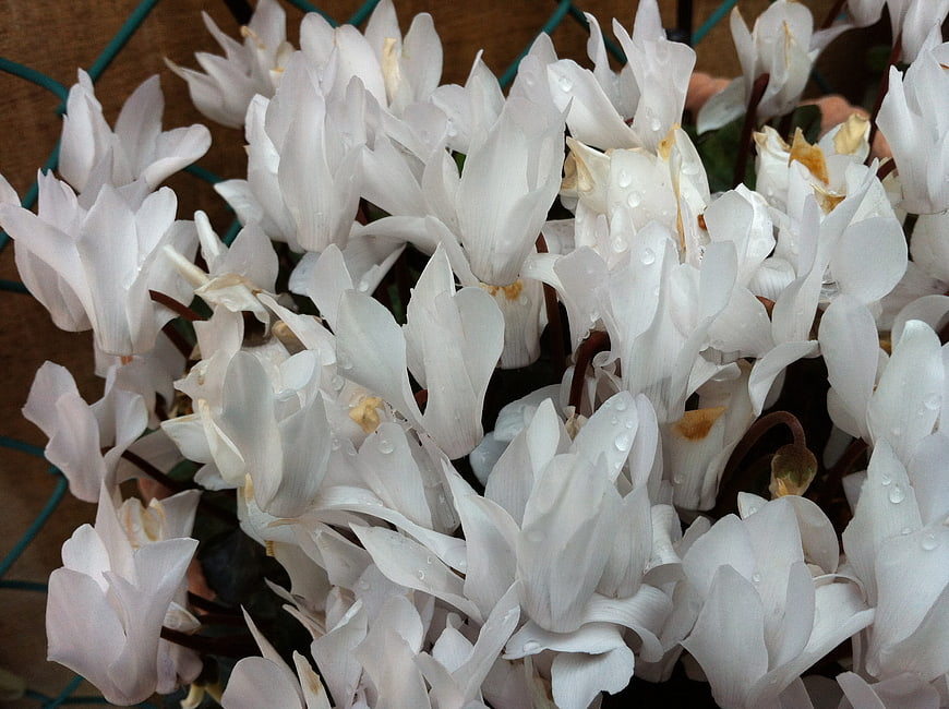 Close-up of white cyclamen flowers with water droplets