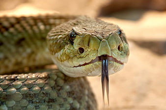 Close-up of a Speckled Rattlesnake Head with Tongue Out