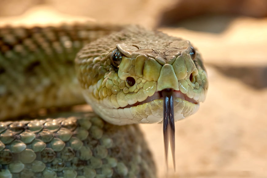 Close-up of a Speckled Rattlesnake Head with Tongue Out