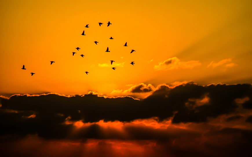 Silhouettes of Birds Flying Against Golden Sunset Sky