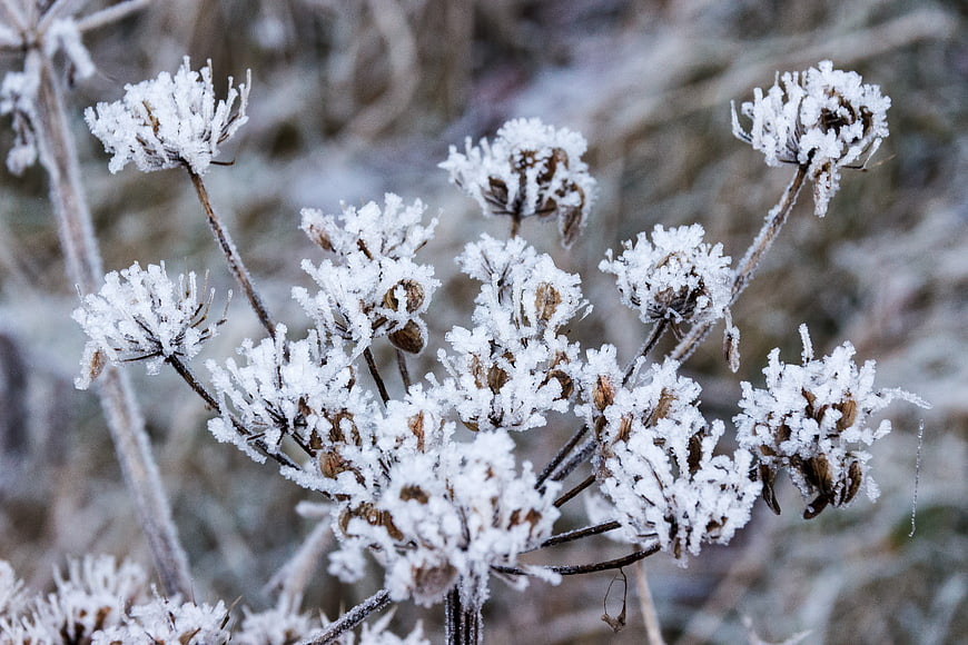Frost-covered wildflower seed heads in winter