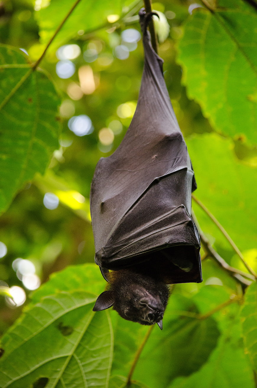 Close-up of a fruit bat hanging upside down in a tree