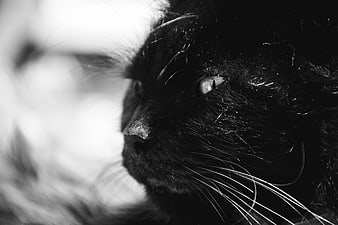 Close-up black and white portrait of a black cat's face