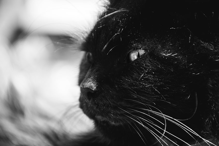 Close-up black and white portrait of a black cat's face