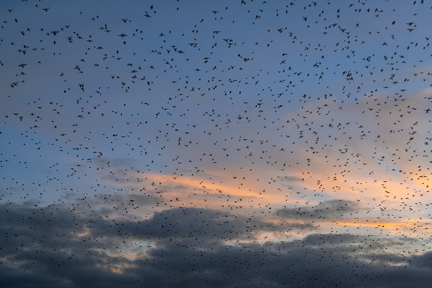 Massive flock of starlings murmuration at sunset sky