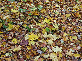 Top View of Colorful Autumn Leaves on Forest Floor