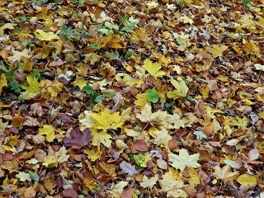 Top View of Colorful Autumn Leaves on Forest Floor