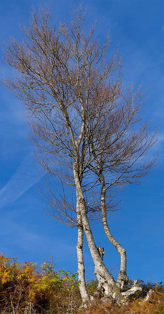 Tall bare tree against blue sky in autumn