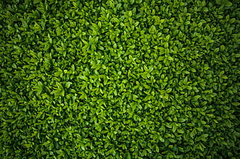 Top view of dense green privet hedge leaves texture