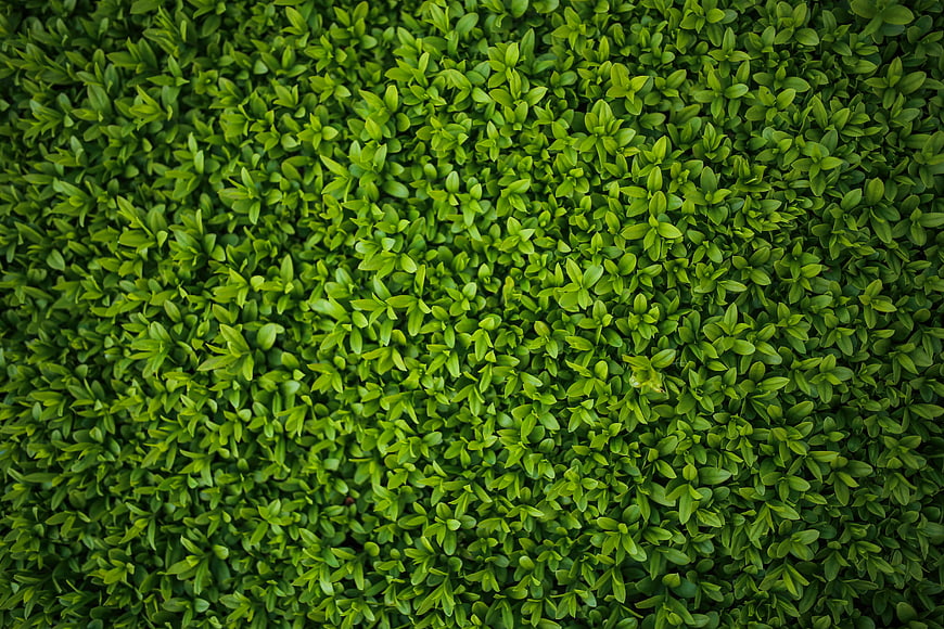 Top view of dense green privet hedge leaves texture
