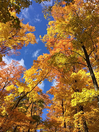 Vibrant yellow autumn leaves against a blue sky
