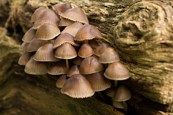 Cluster of brown mushrooms growing on decaying wood