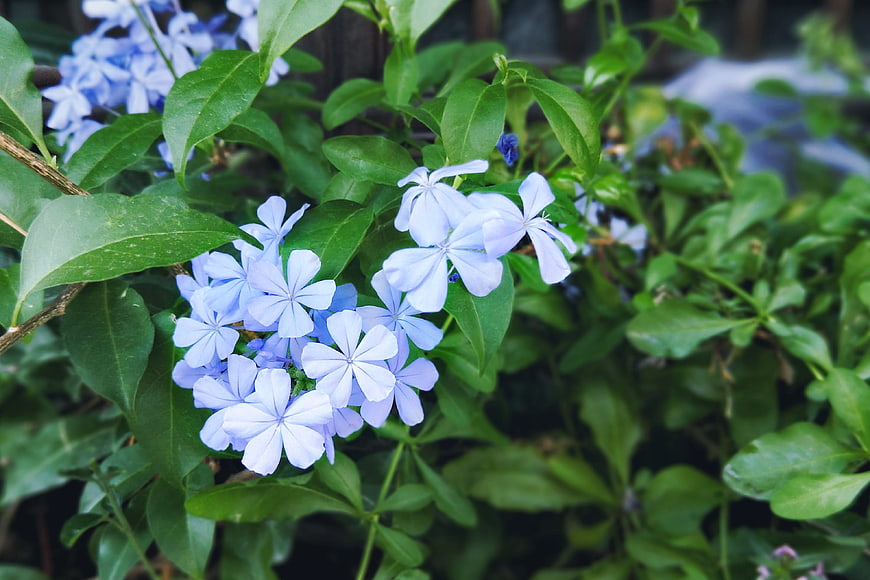 Close-up of Blue Plumbago Flowers with Green Leaves