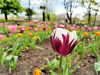 Close-up of a white and purple tulip in a spring garden