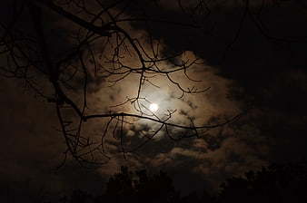 Moonlight Silhouette of Bare Tree Branches Against Cloudy Night Sky
