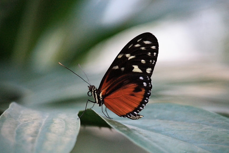 Close-up of a Black and Orange Butterfly on a Green Leaf