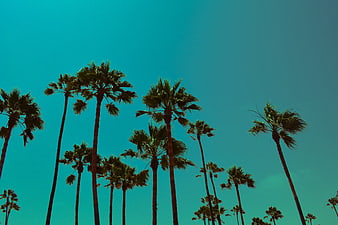 Silhouetted Palm Trees Against Vibrant Teal Sky