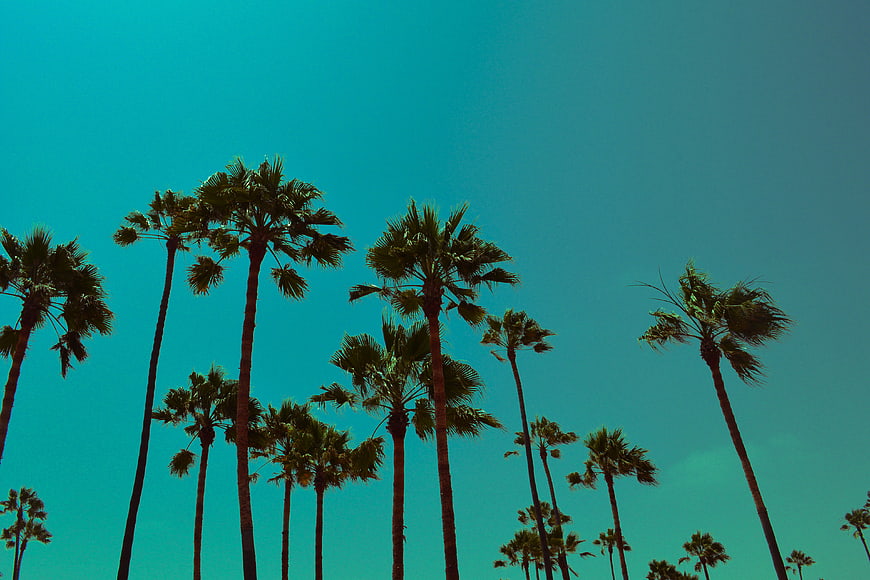Silhouetted Palm Trees Against Vibrant Teal Sky