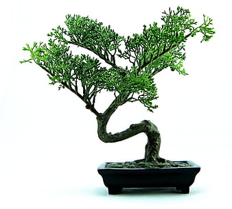 Green Juniper Bonsai Tree in Black Pot Isolated on White