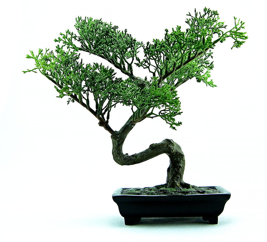 Green Juniper Bonsai Tree in Black Pot Isolated on White