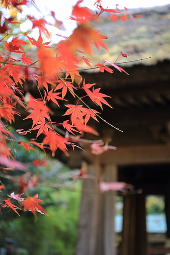 Vibrant Red Japanese Maple Leaves in Autumn