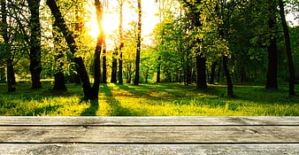 Wooden Table Surface In Sunlit Green Forest Park