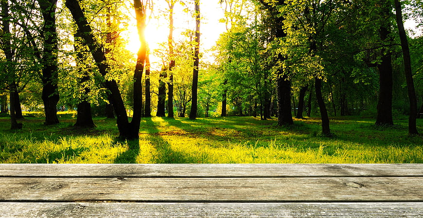Wooden Table Surface In Sunlit Green Forest Park