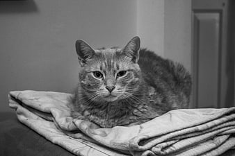 Black and white portrait of a tabby cat resting on a blanket
