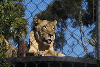 Lioness resting behind chain-link fence in sunny enclosure