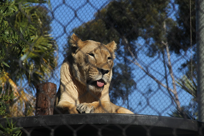 Lioness resting behind chain-link fence in sunny enclosure