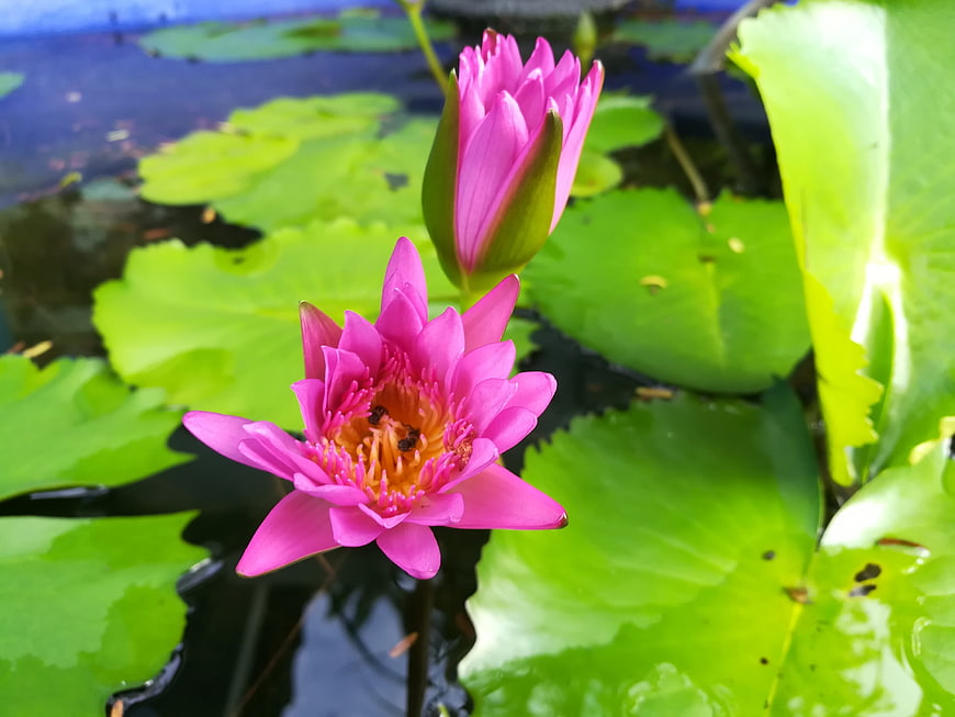 Pink Water Lily Bloom and Bud on Green Lily Pads