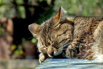 Sleeping Brown Tabby Cat in Sunlight