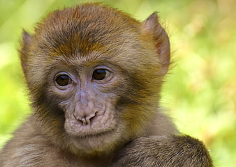 Close-up portrait of a young Barbary macaque with soft green background