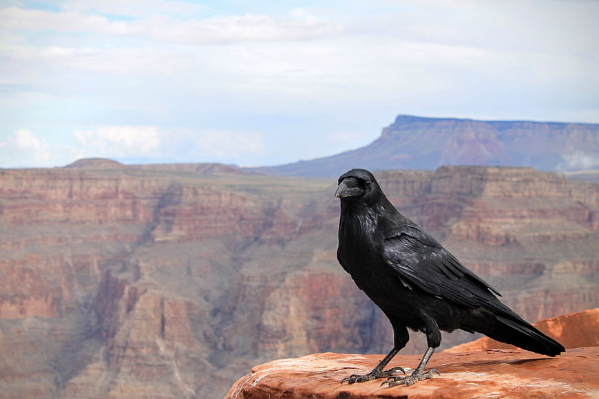 Black Crow Perched on Red Rock Cliff Edge with Canyon Background