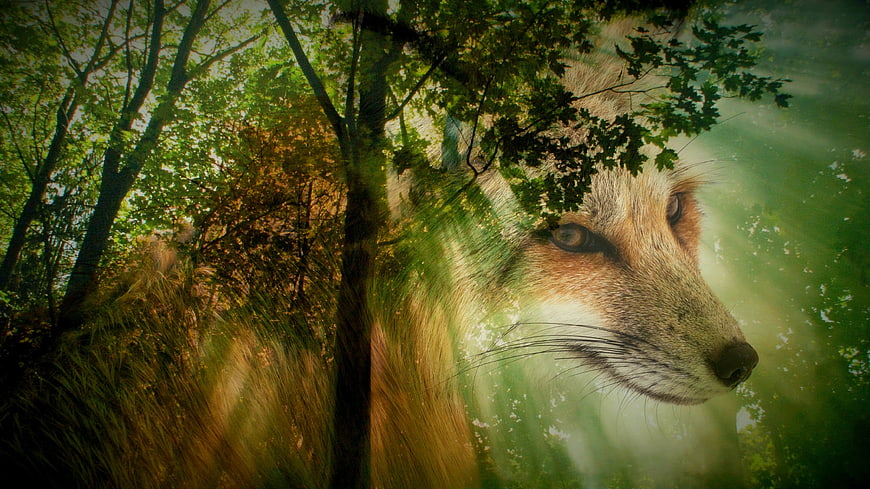 Double Exposure Fox and Forest Artistic Wallpaper