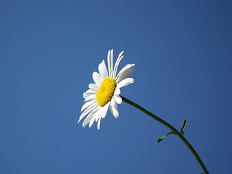 White daisy flower blooming against a clear blue sky background