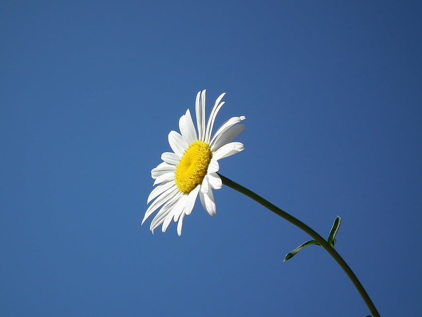 White daisy flower blooming against a clear blue sky background
