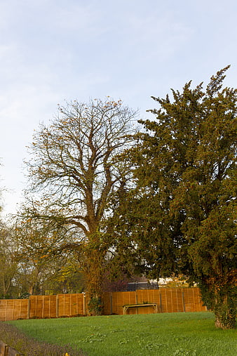 Tall deciduous and evergreen trees in a park with wooden fence