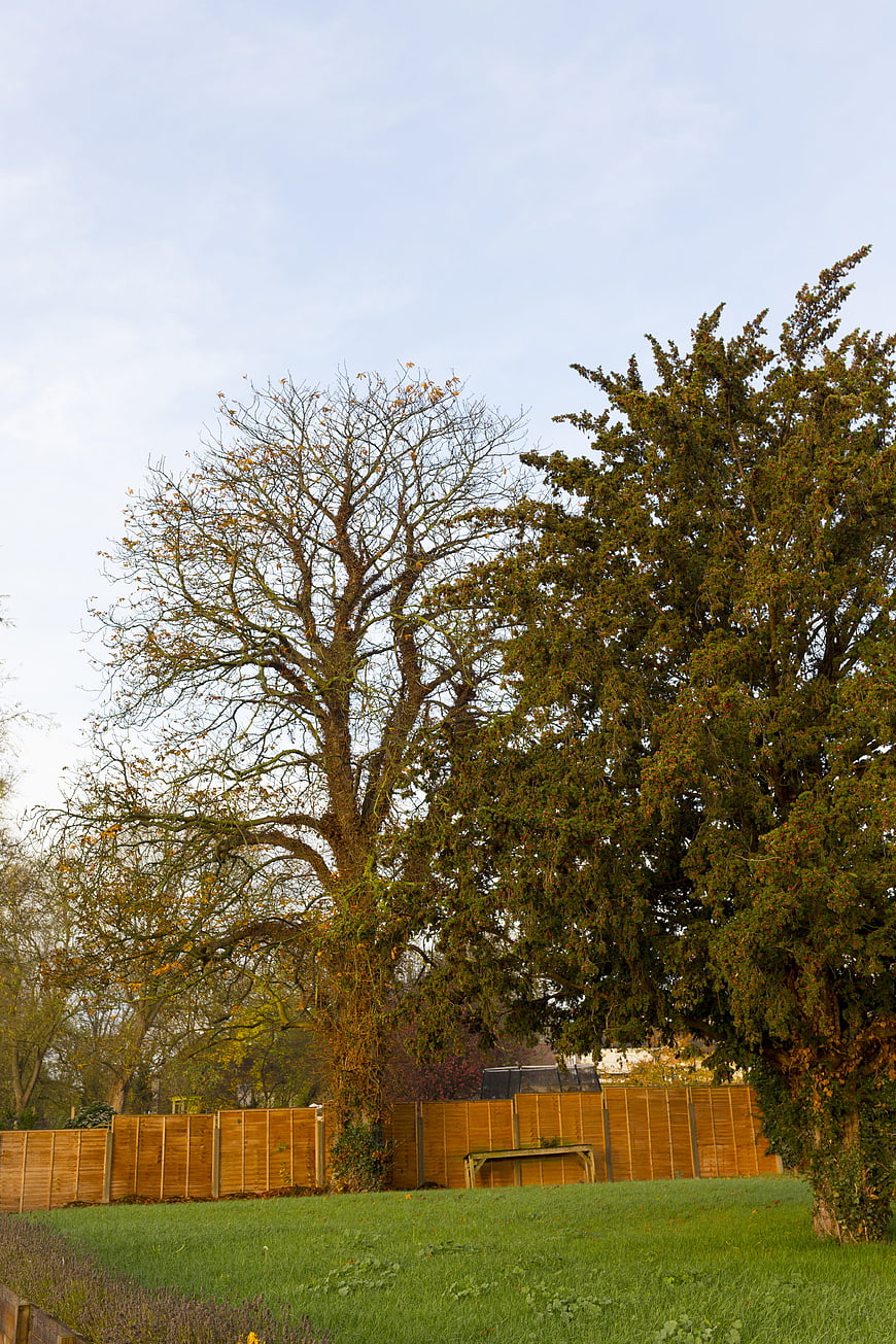 Tall deciduous and evergreen trees in a park with wooden fence
