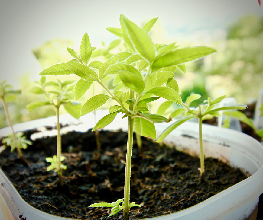 Young Lemon Verbena Seedlings Growing in White Plastic Pot