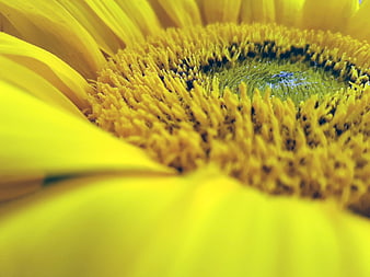 Macro Close-Up of Yellow Sunflower Center and Petals