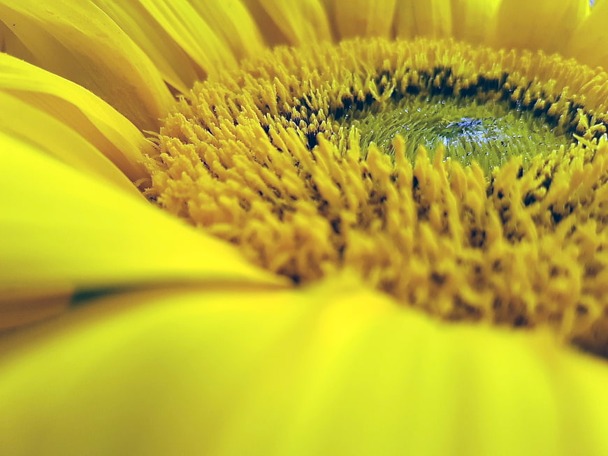 Macro Close-Up of Yellow Sunflower Center and Petals