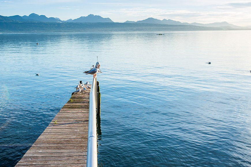 Seagulls resting on wooden pier extending into calm lake