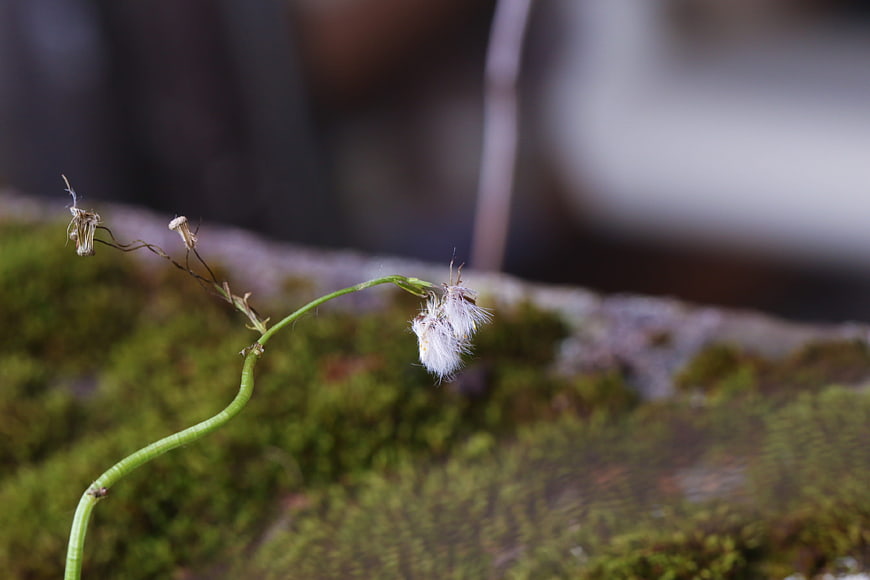 Close-up of delicate wildflower seed head on mossy surface