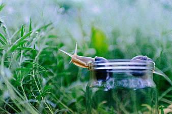 Snail Climbing Out of Glass Jar in Green Grass