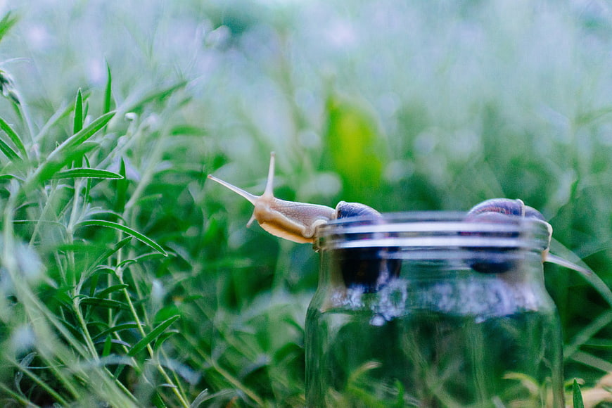 Snail Climbing Out of Glass Jar in Green Grass