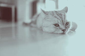 Relaxed Tabby Cat Lying Down On Glossy Floor