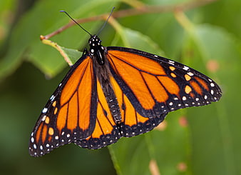 Monarch Butterfly Close-Up on Green Leaf