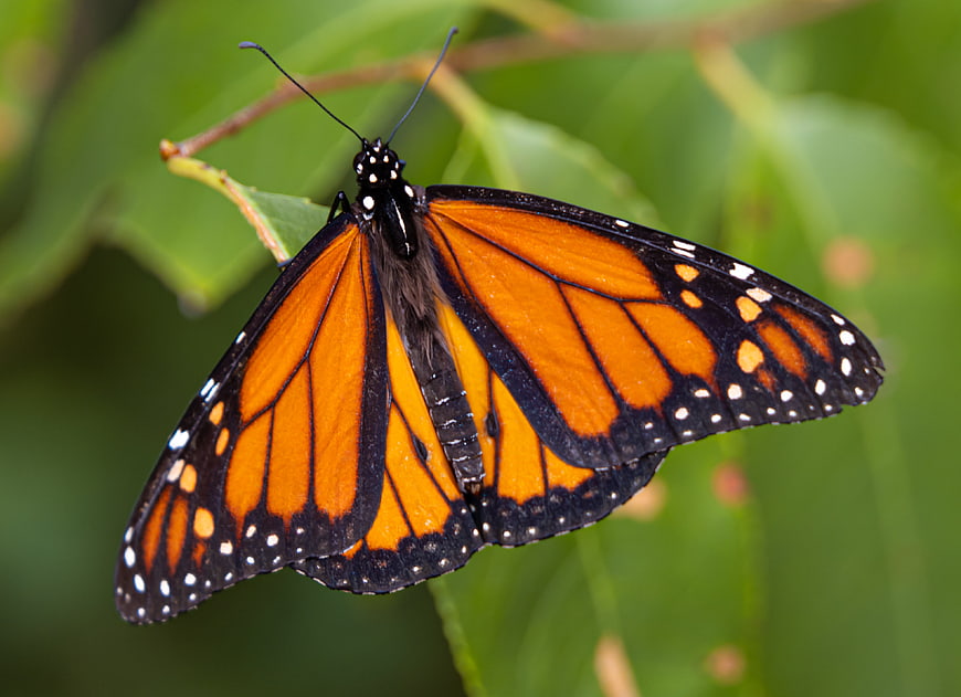 Monarch Butterfly Close-Up on Green Leaf